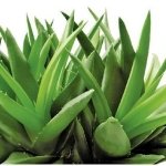 Jamaica-Aloe-Vera