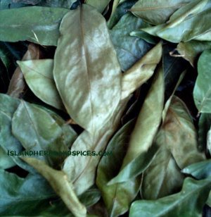 dried-Sour-Sop-leaf