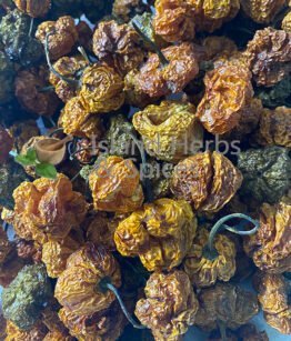 Dried Scotch Bonnet Pepper