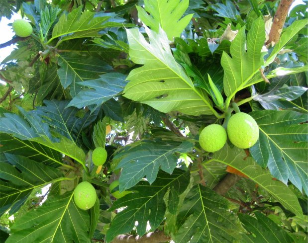 Beneficios de las hojas de árboles frutales