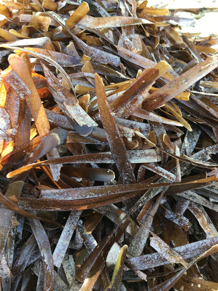 Sea Weeds | Island Herbs & Spices